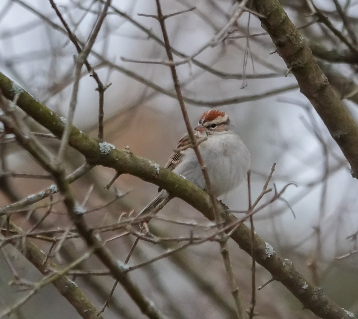 Chipping Sparrow - ML630094528