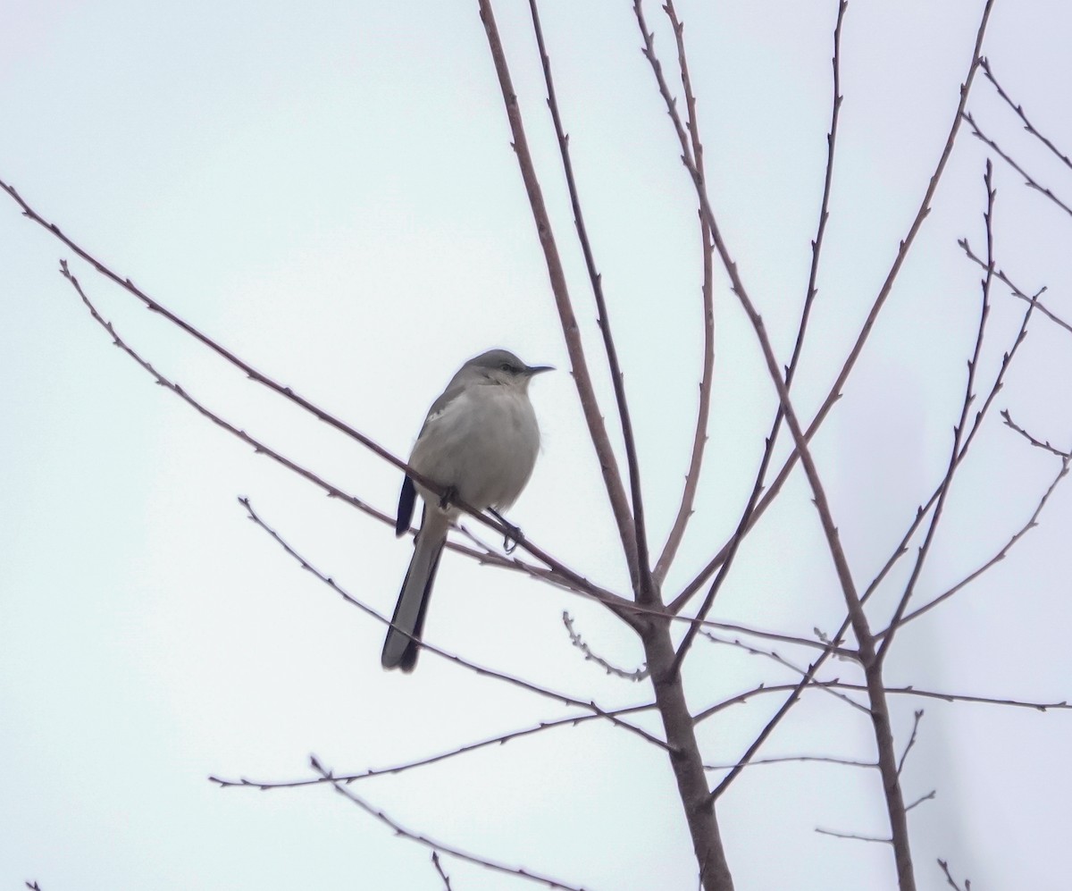 Northern Mockingbird - ML630094534