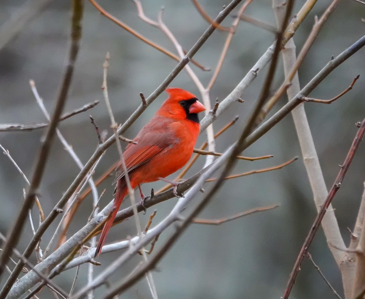 Northern Cardinal - ML630094545