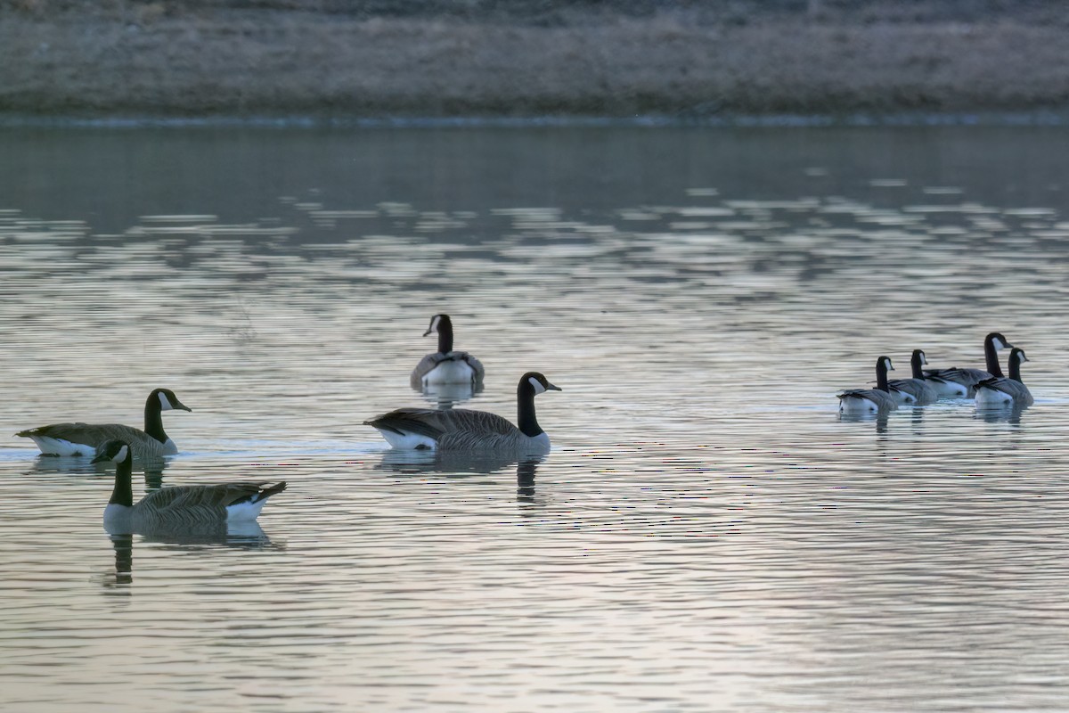 Cackling Goose - ML630094558