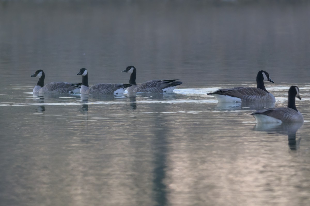 Cackling Goose - ML630094580