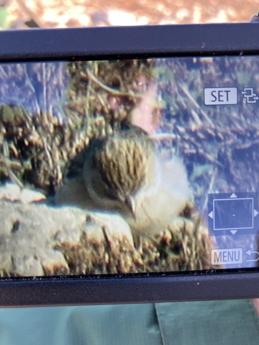 Brewer's Sparrow - ML630095025