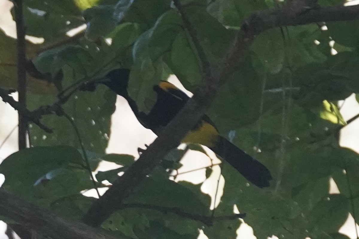 Puerto Rican Oriole - ML630095070