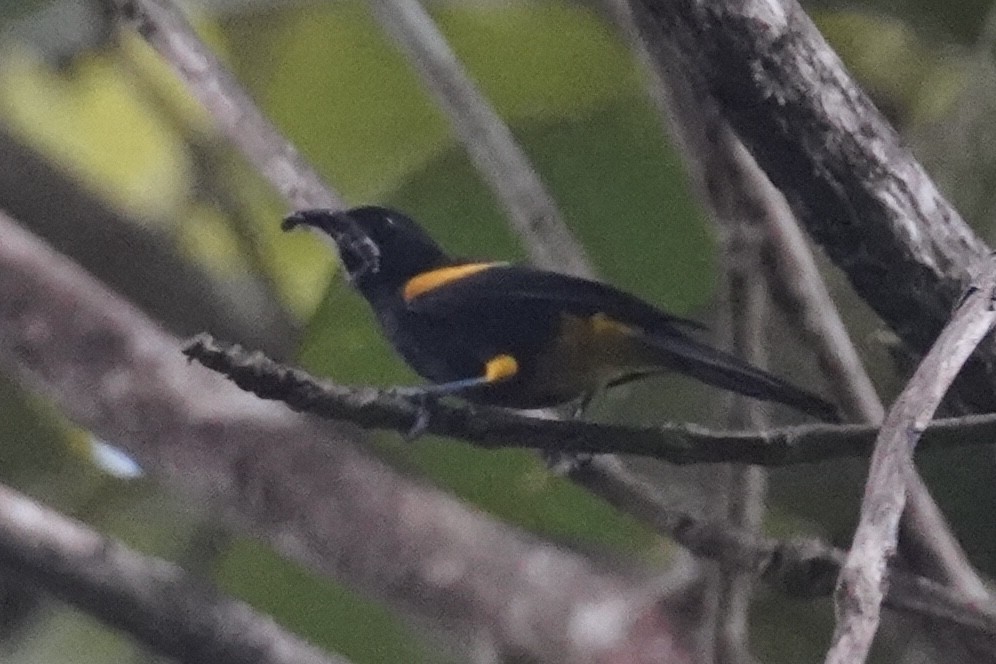 Puerto Rican Oriole - ML630095071