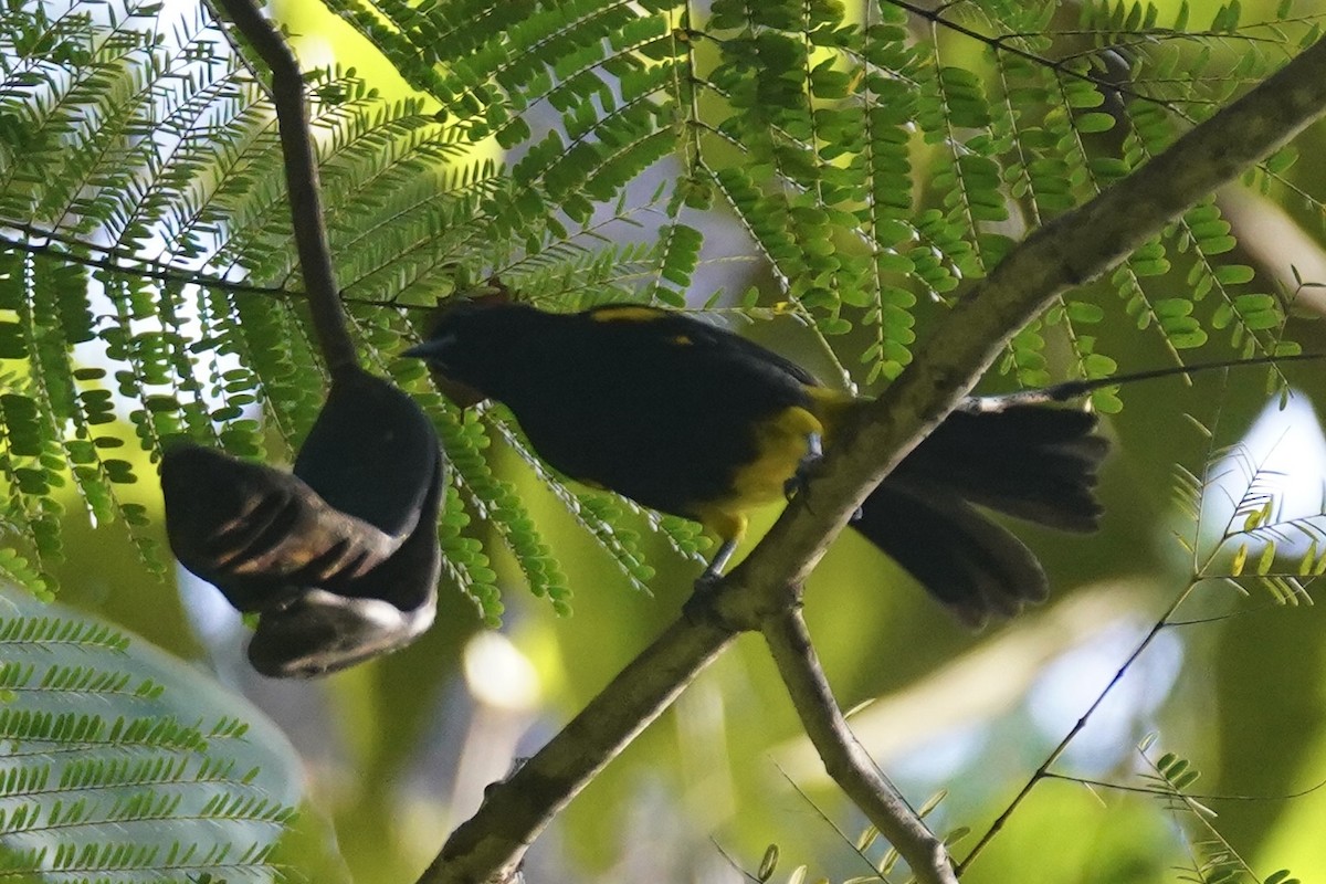 Puerto Rican Oriole - ML630095072