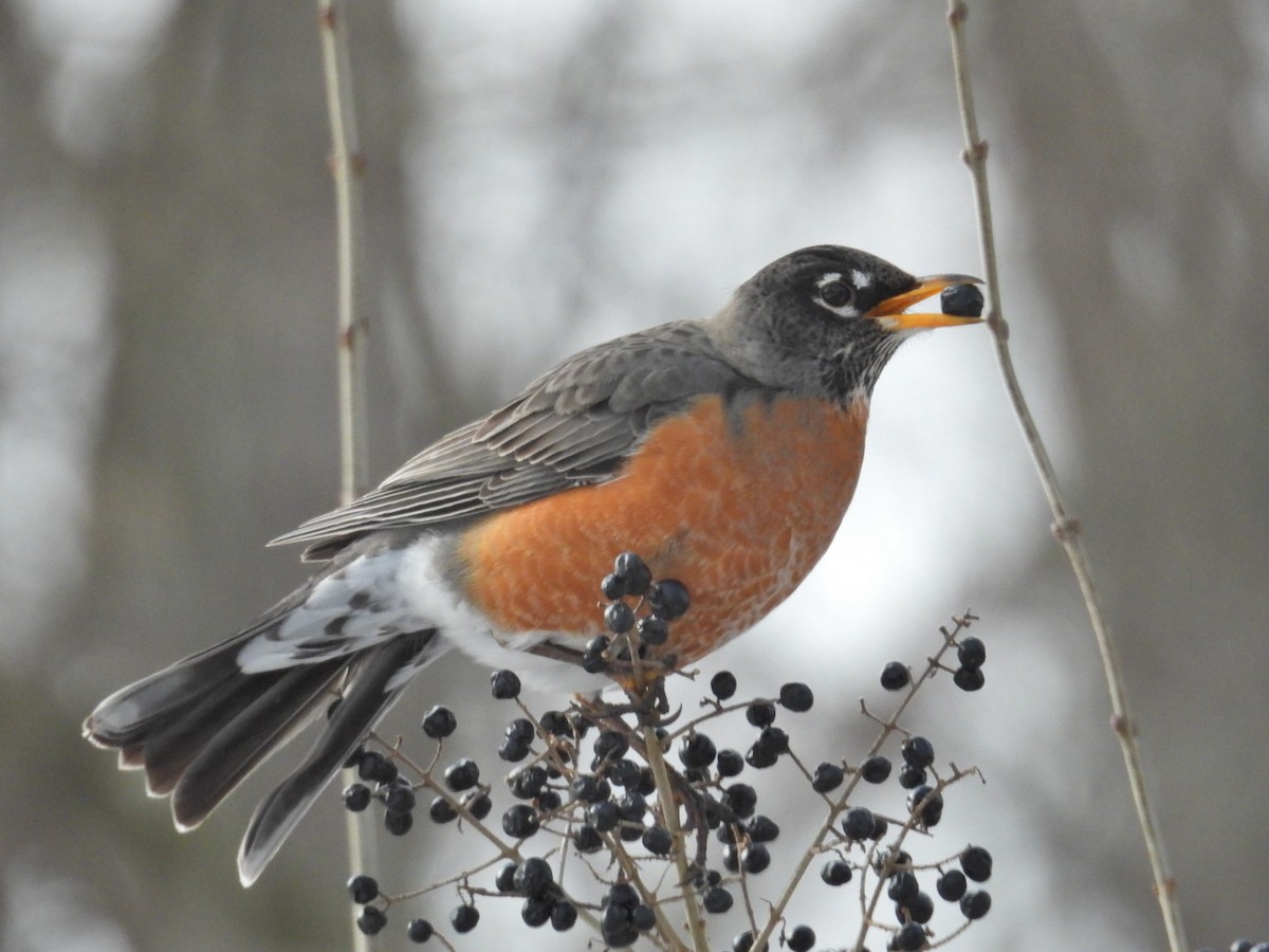 American Robin - ML630095182