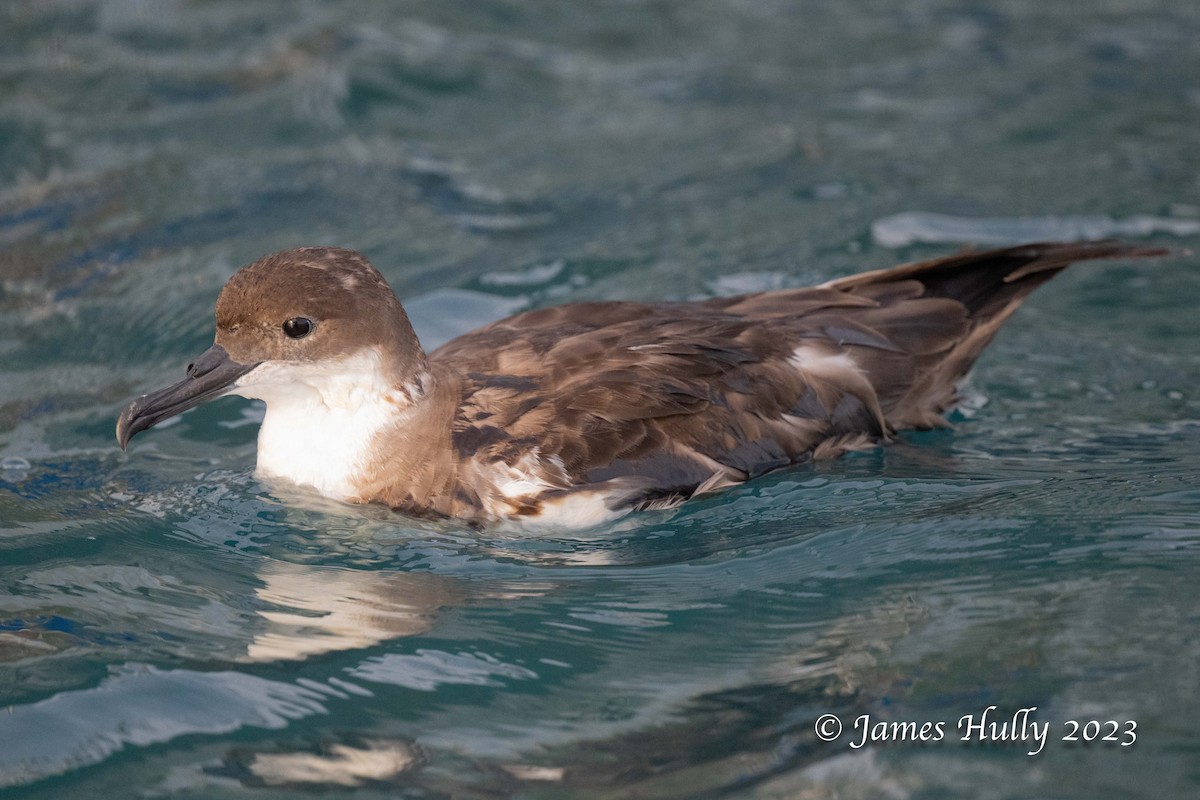 Great Shearwater - ML630095247
