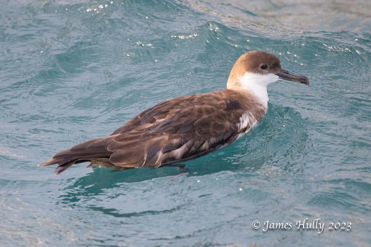 Great Shearwater - ML630095254
