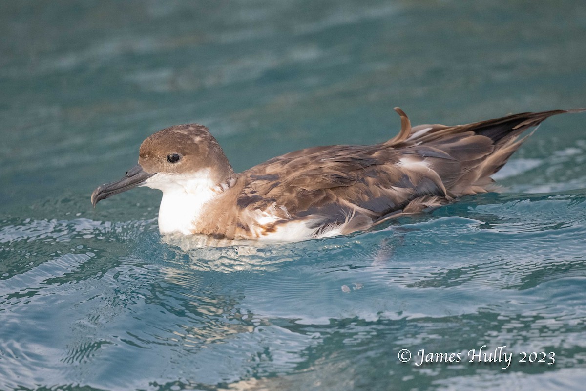 Great Shearwater - ML630095255