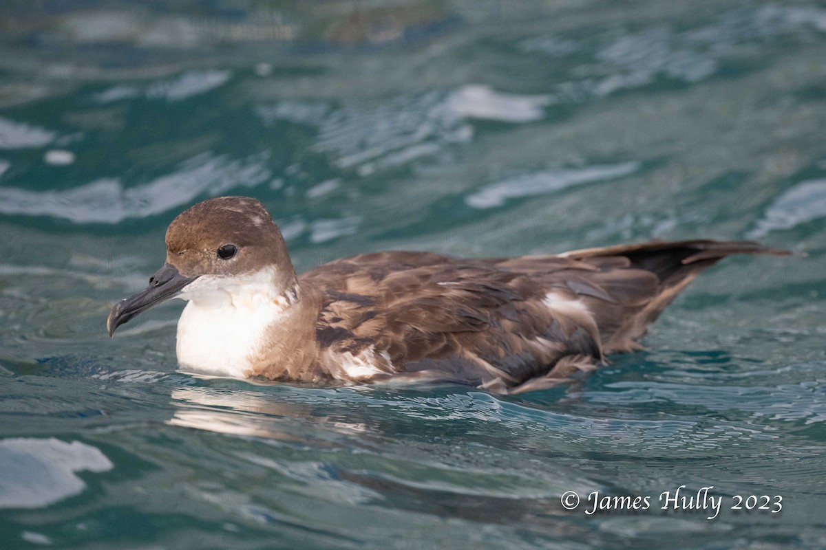 Great Shearwater - ML630095264