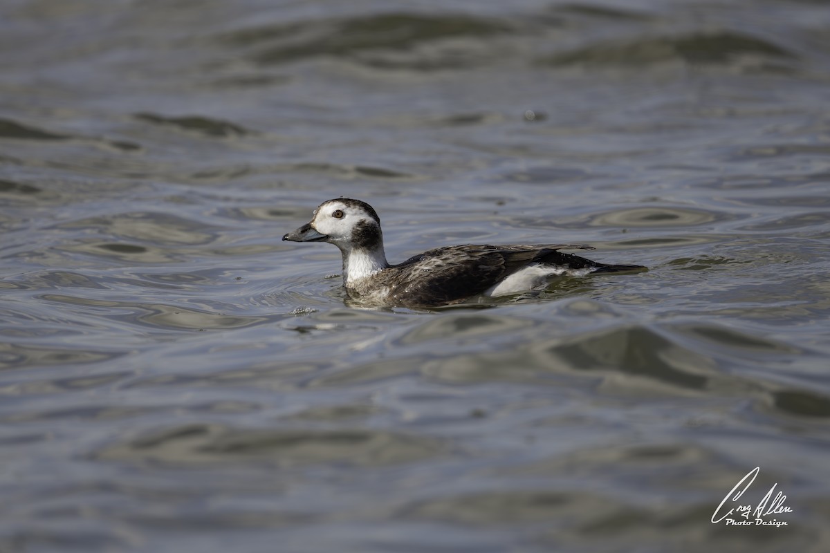 長尾鴨 - ML630095722