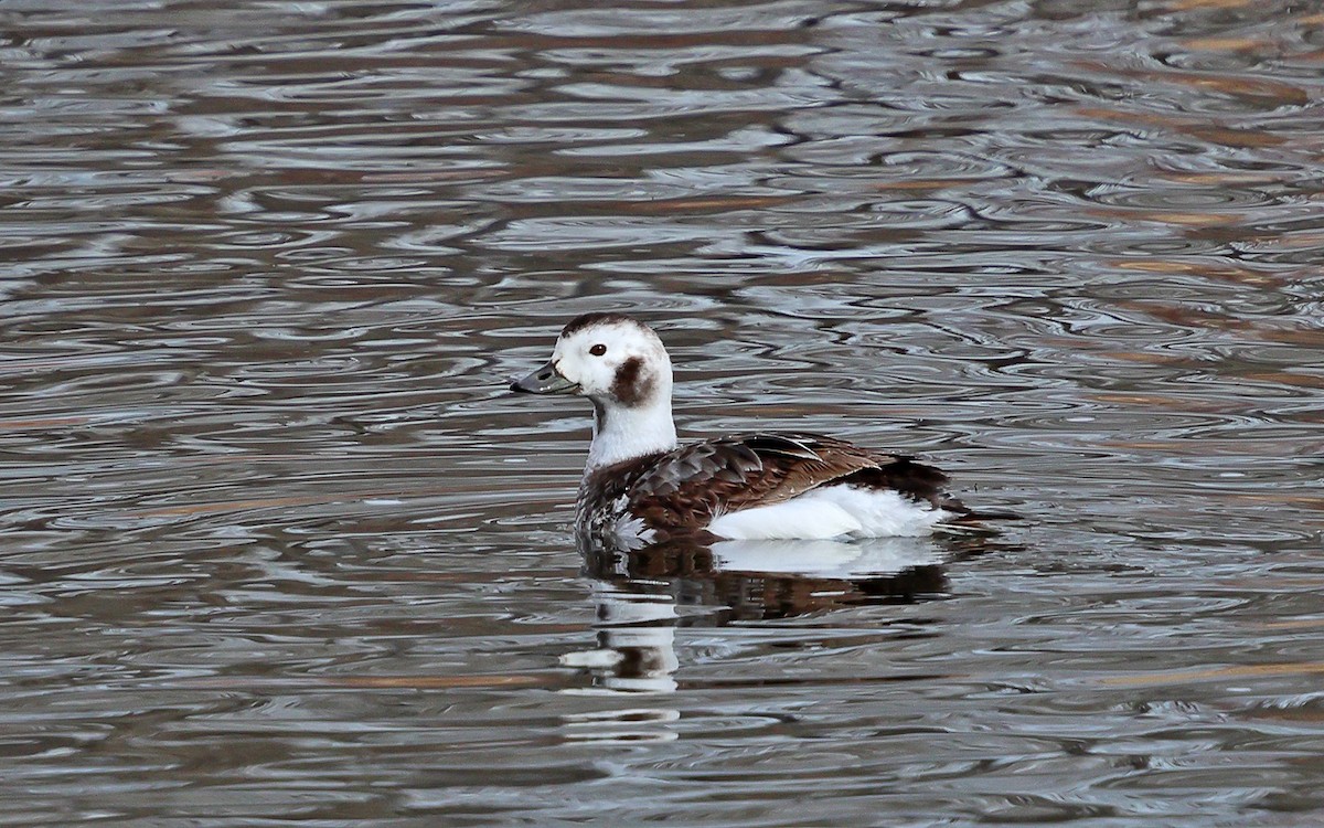 Long-tailed Duck - ML630095726