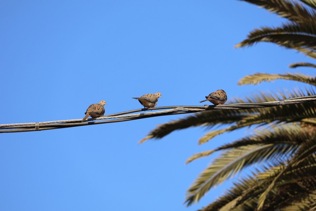 Mourning Dove - ML630095853
