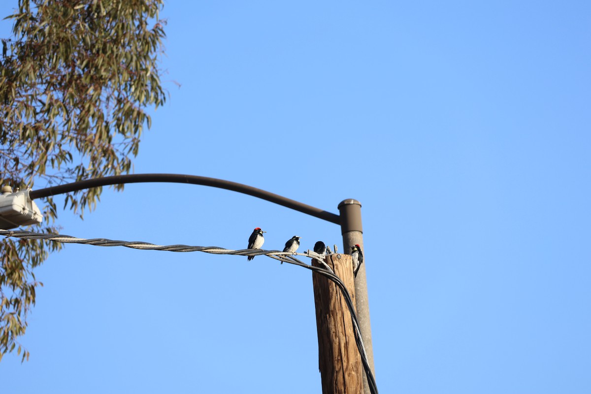 Acorn Woodpecker - ML630095866