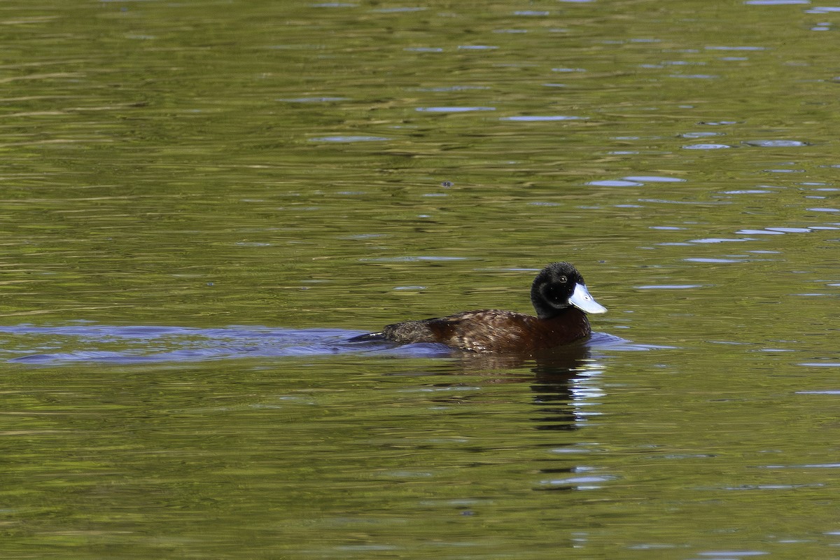 Blue-billed Duck - ML630095893