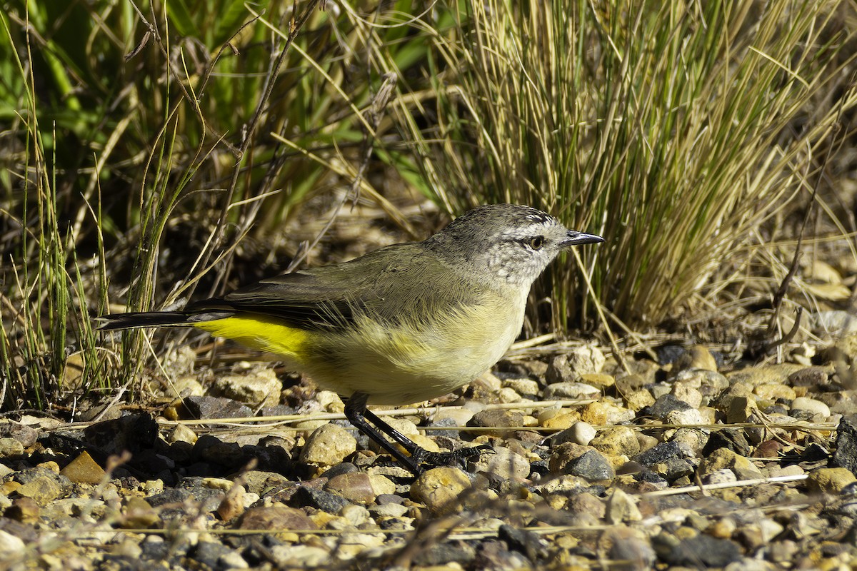 Yellow-rumped Thornbill - ML630095916