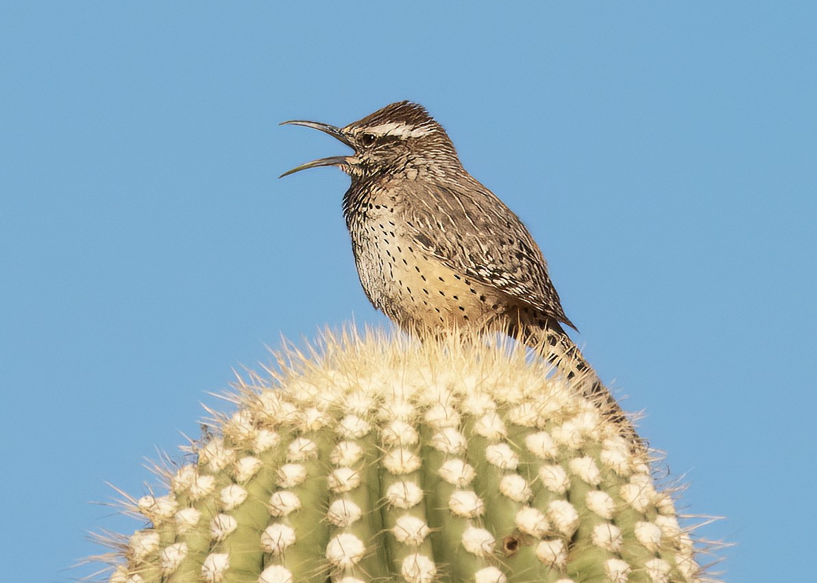 Cactus Wren - ML630095958