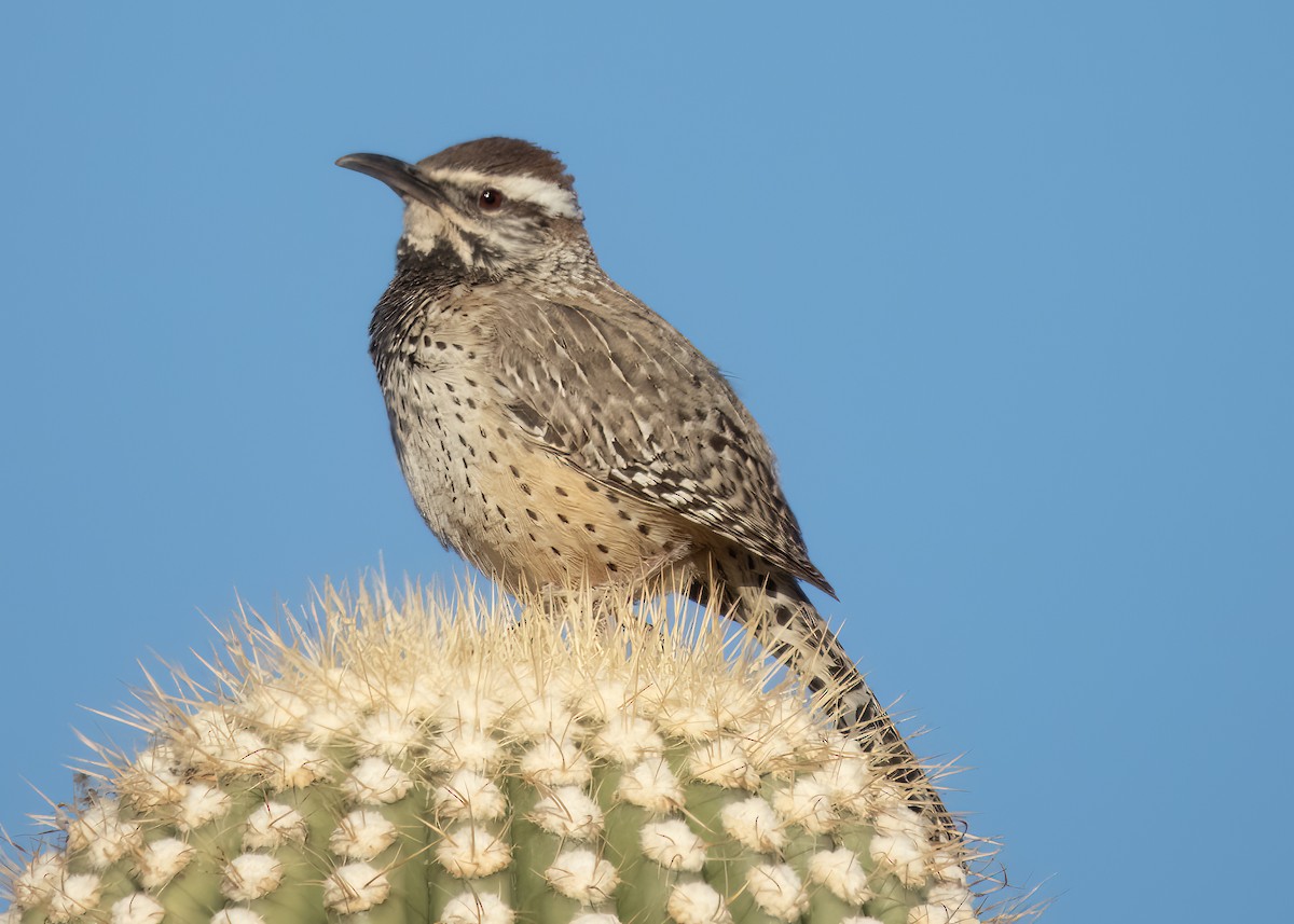 Cactus Wren - ML630095959