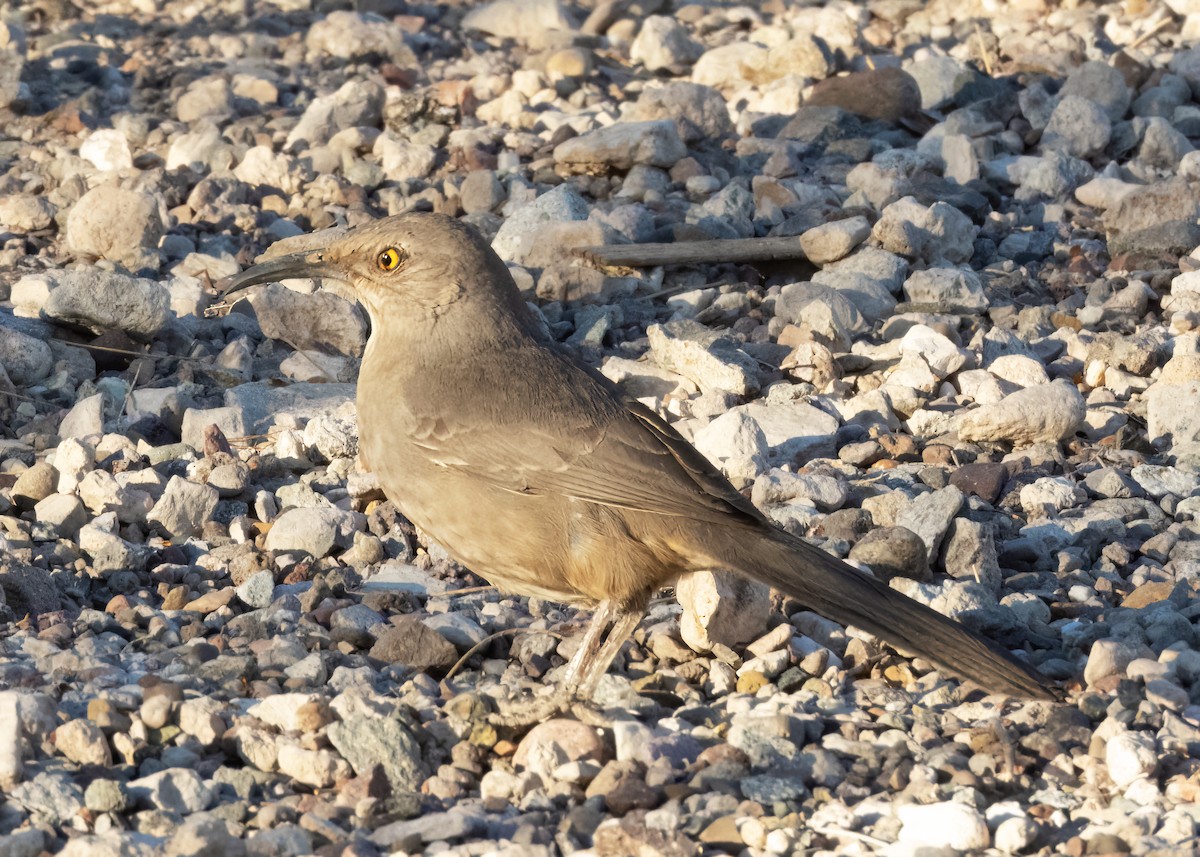 Curve-billed Thrasher - ML630095975