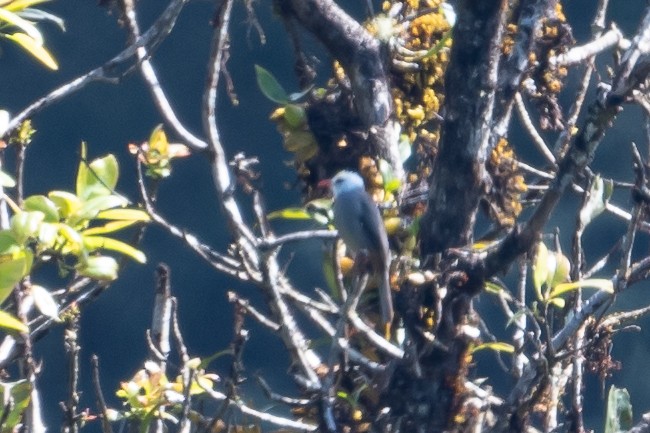 White-headed Bulbul - ML630096171