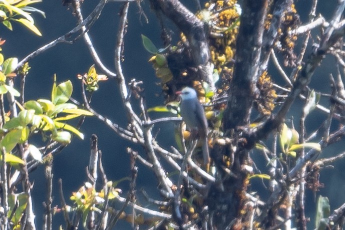 White-headed Bulbul - ML630096175