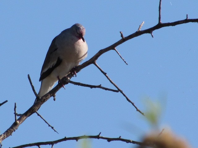 Picui Ground Dove - ML630096286