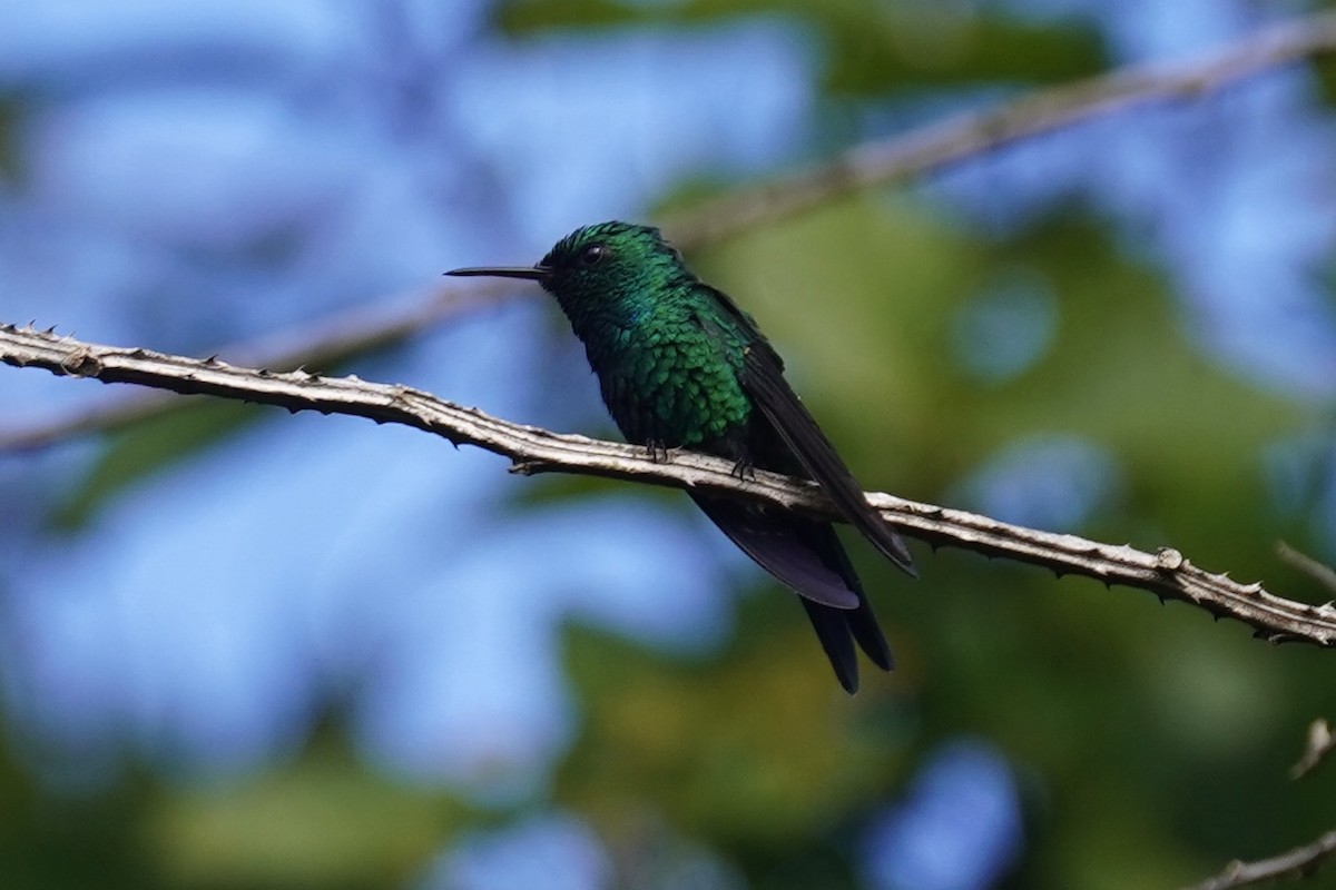 Puerto Rican Emerald - ML630096296