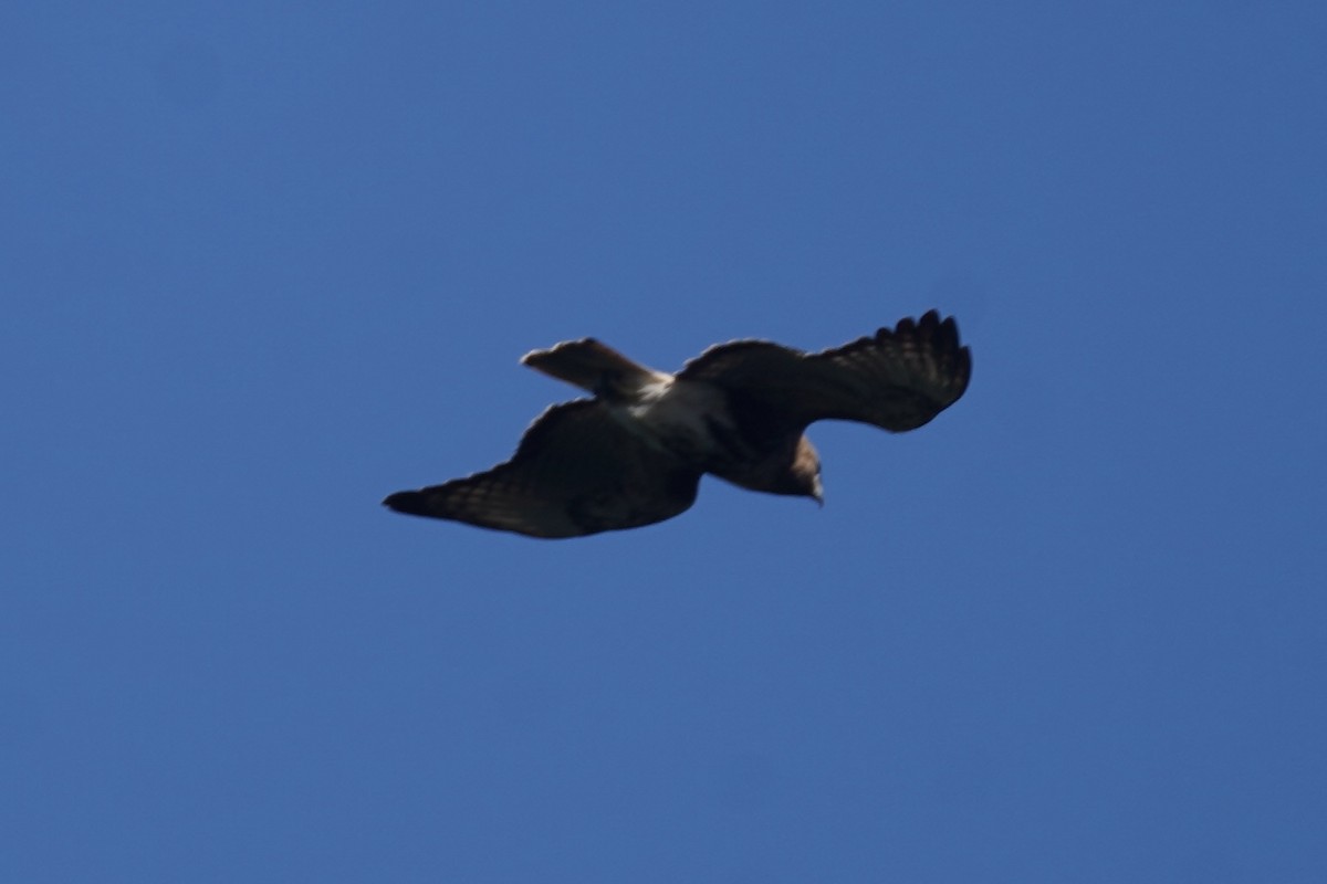 Red-tailed Hawk - ML630096333