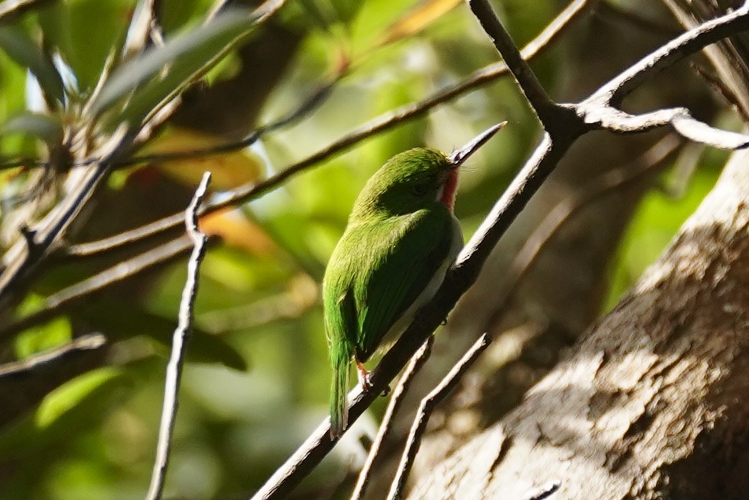 Puerto Rican Tody - ML630096358