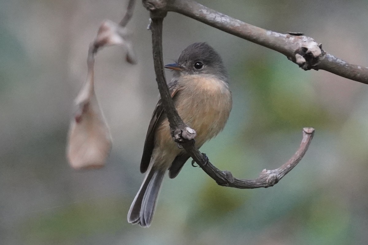 Lesser Antillean Pewee - ML630096406