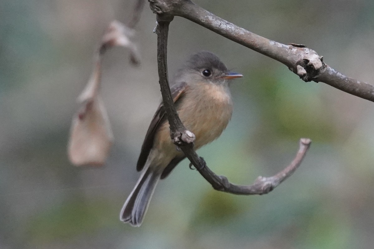 Lesser Antillean Pewee - ML630096407