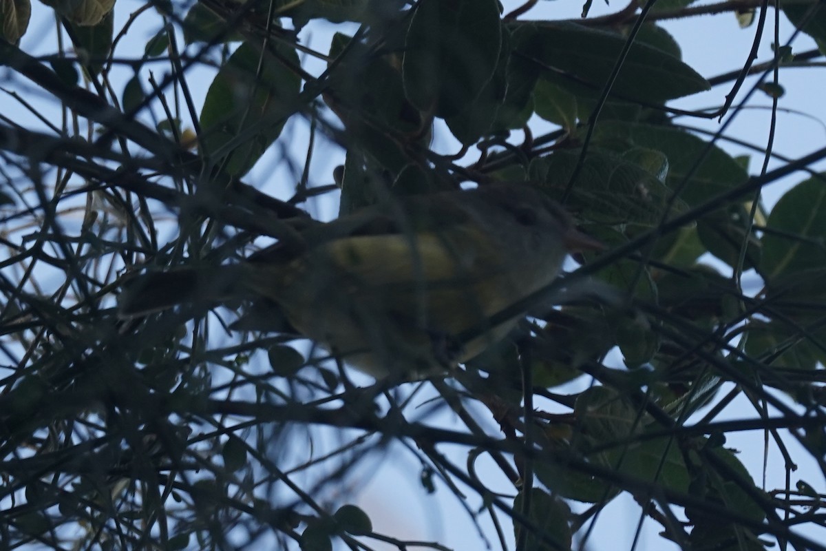 Puerto Rican Vireo - ML630096456