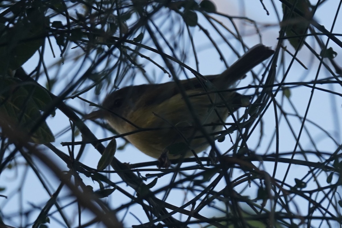 Puerto Rican Vireo - ML630096457