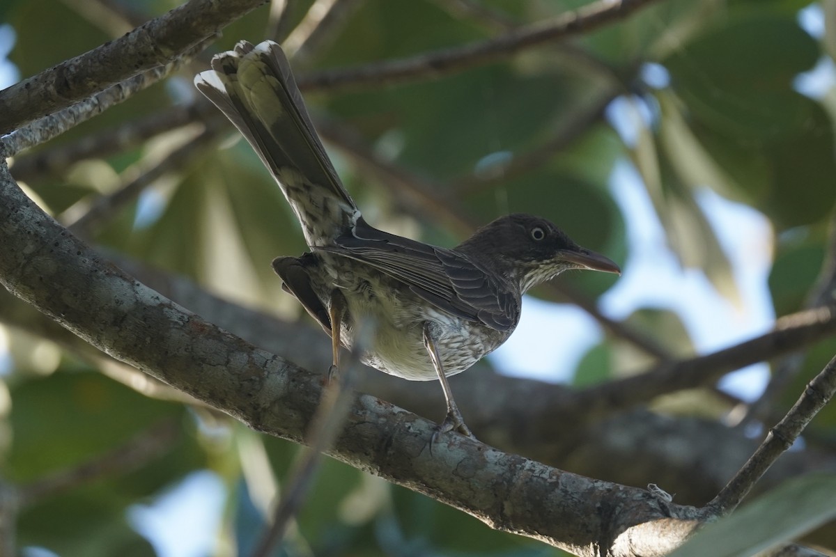 Pearly-eyed Thrasher - ML630096466