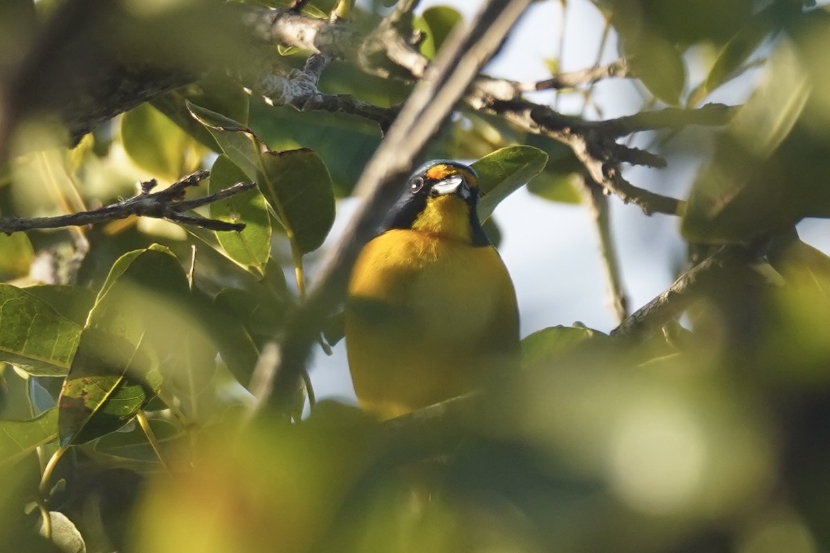 Puerto Rican Euphonia - ML630096529