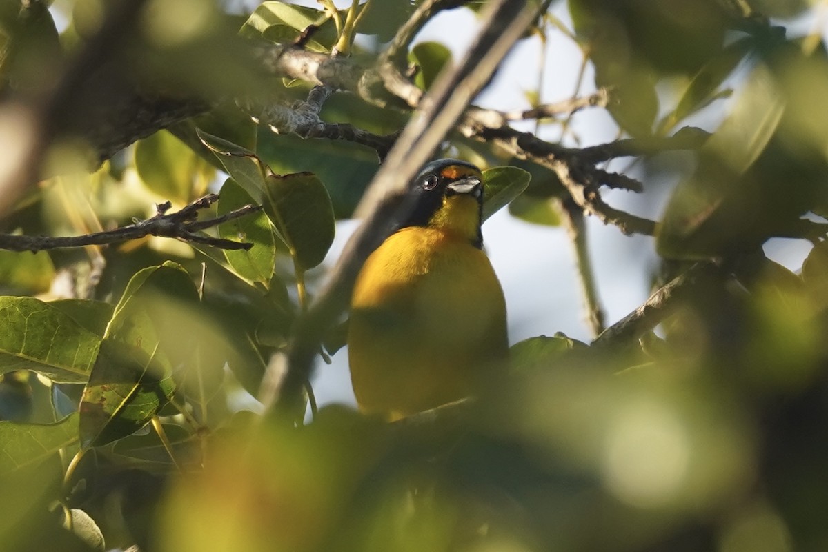 Puerto Rican Euphonia - ML630096530