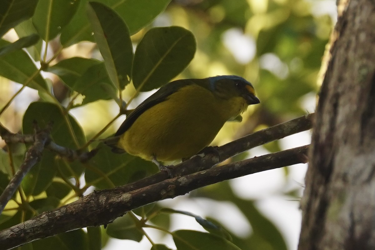 Puerto Rican Euphonia - ML630096531