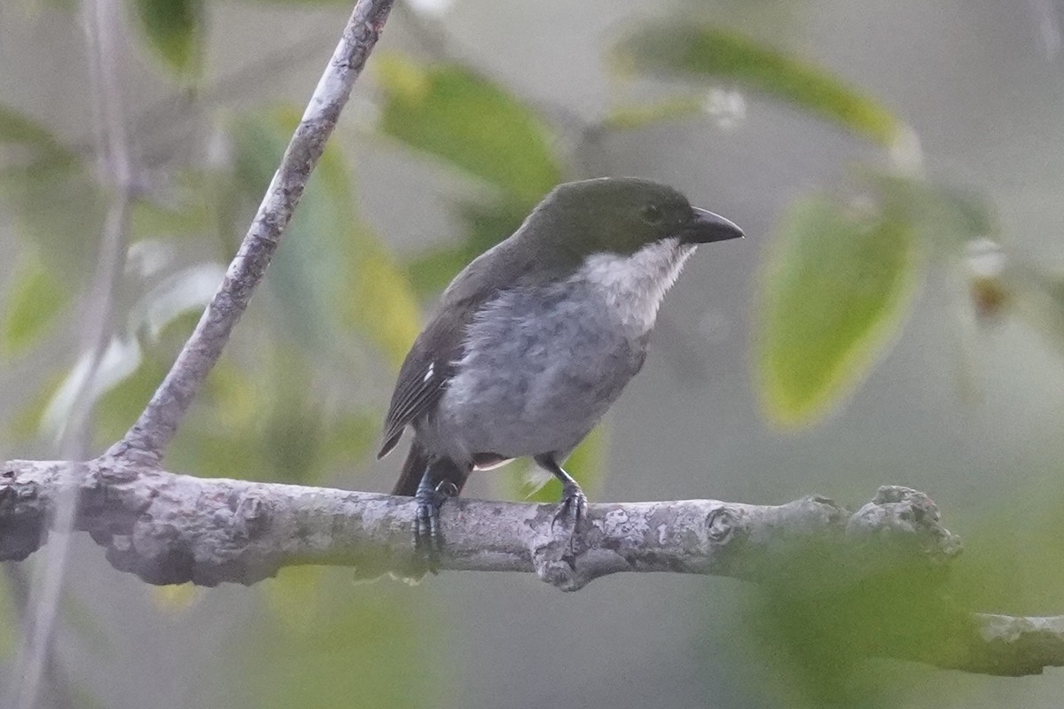 Puerto Rican Tanager - ML630096536