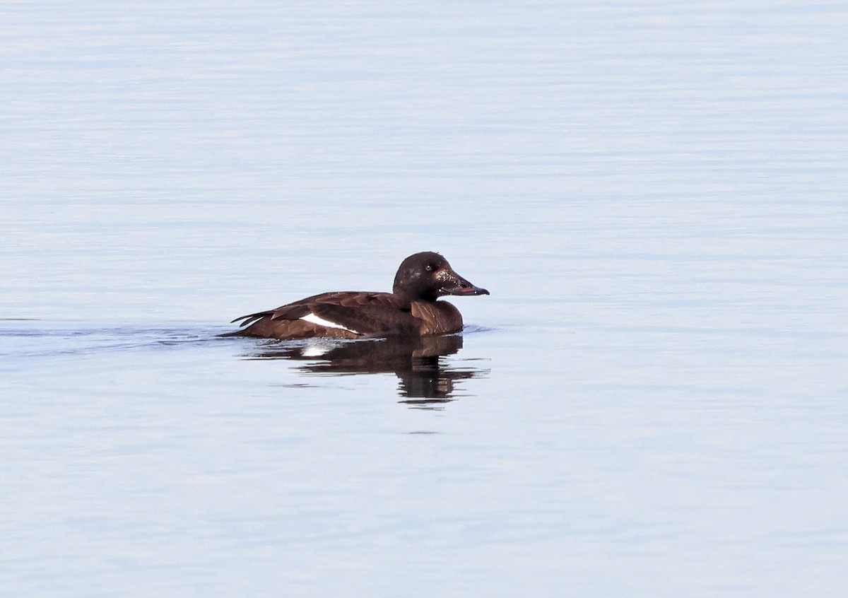 White-winged Scoter - ML630096558