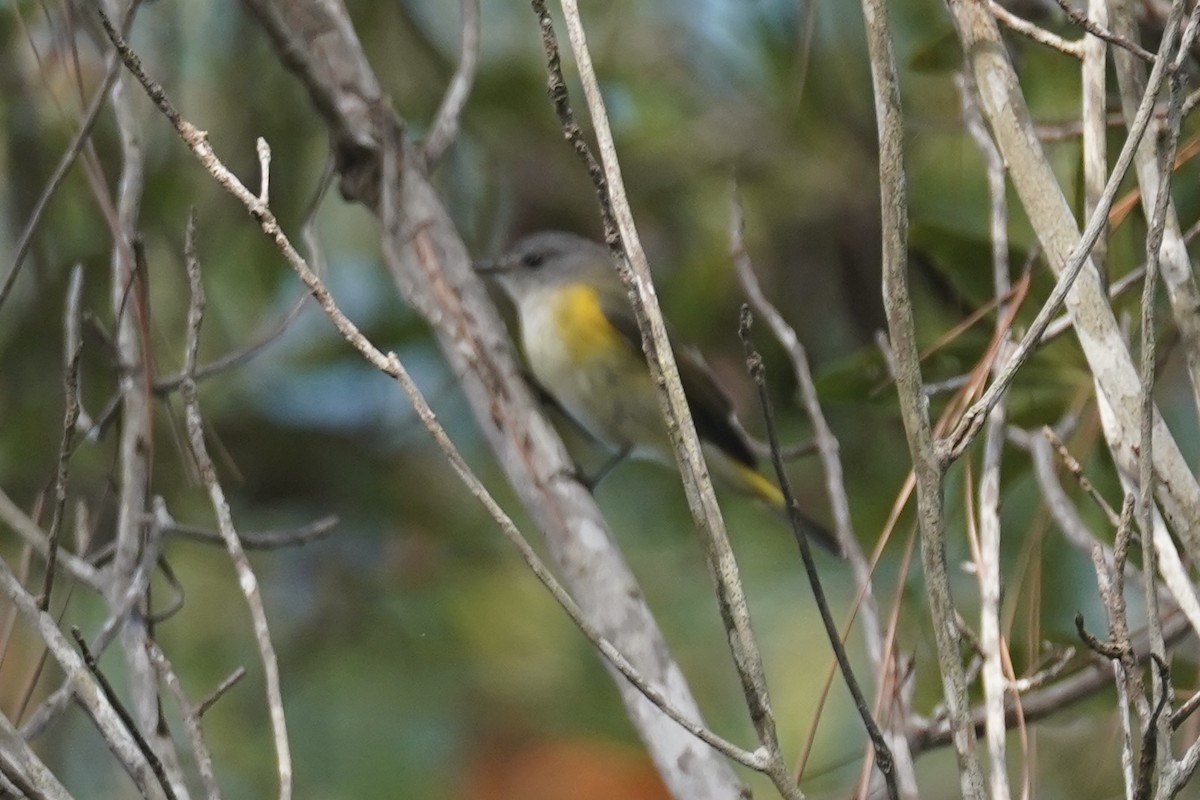 American Redstart - ML630096617