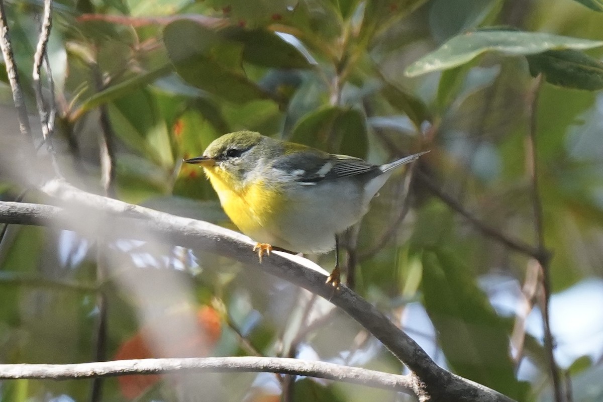 Northern Parula - ML630096644