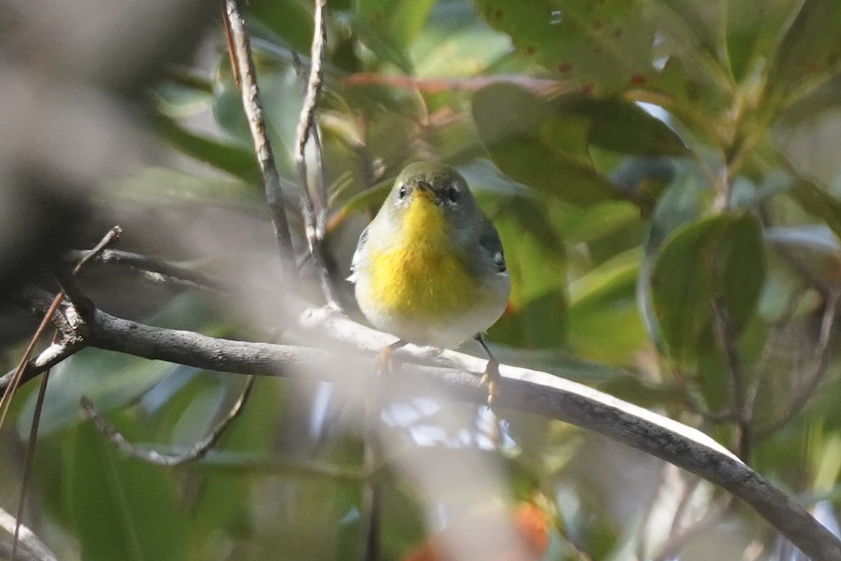 Northern Parula - ML630096645