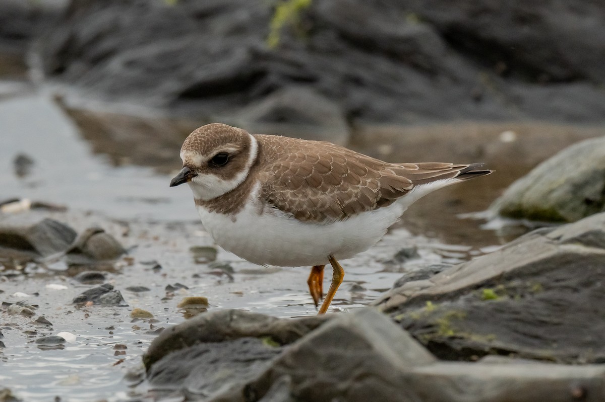 Semipalmated Plover - ML630096672