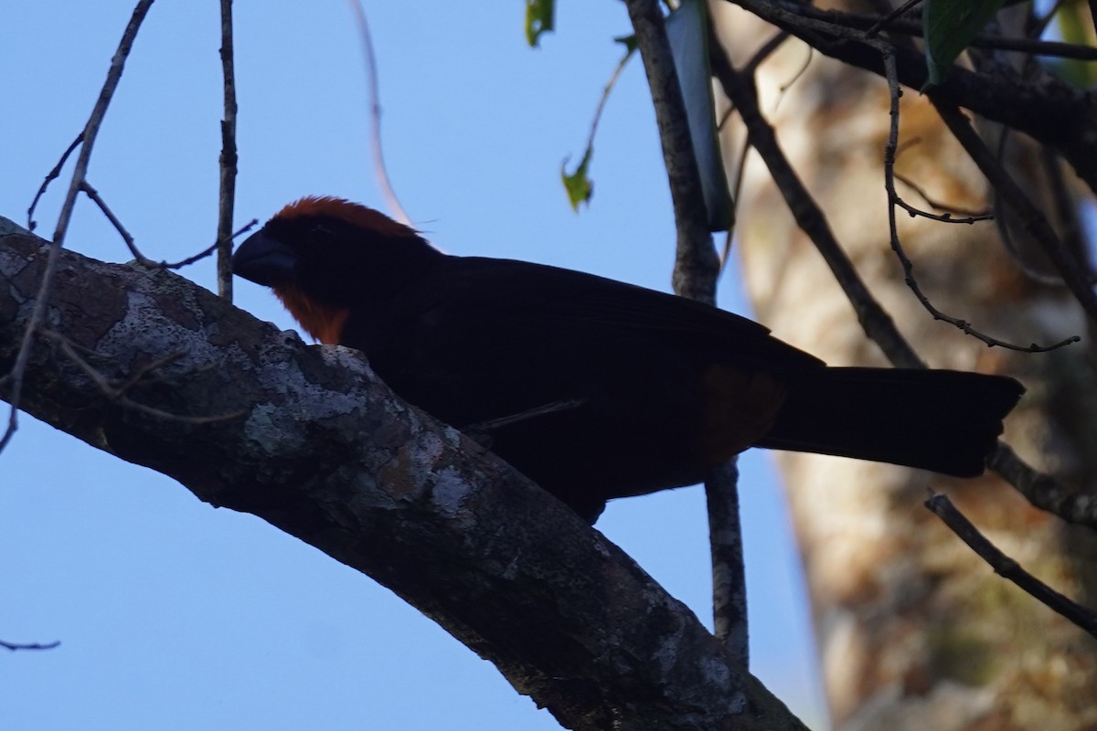 Puerto Rican Bullfinch - ML630096679