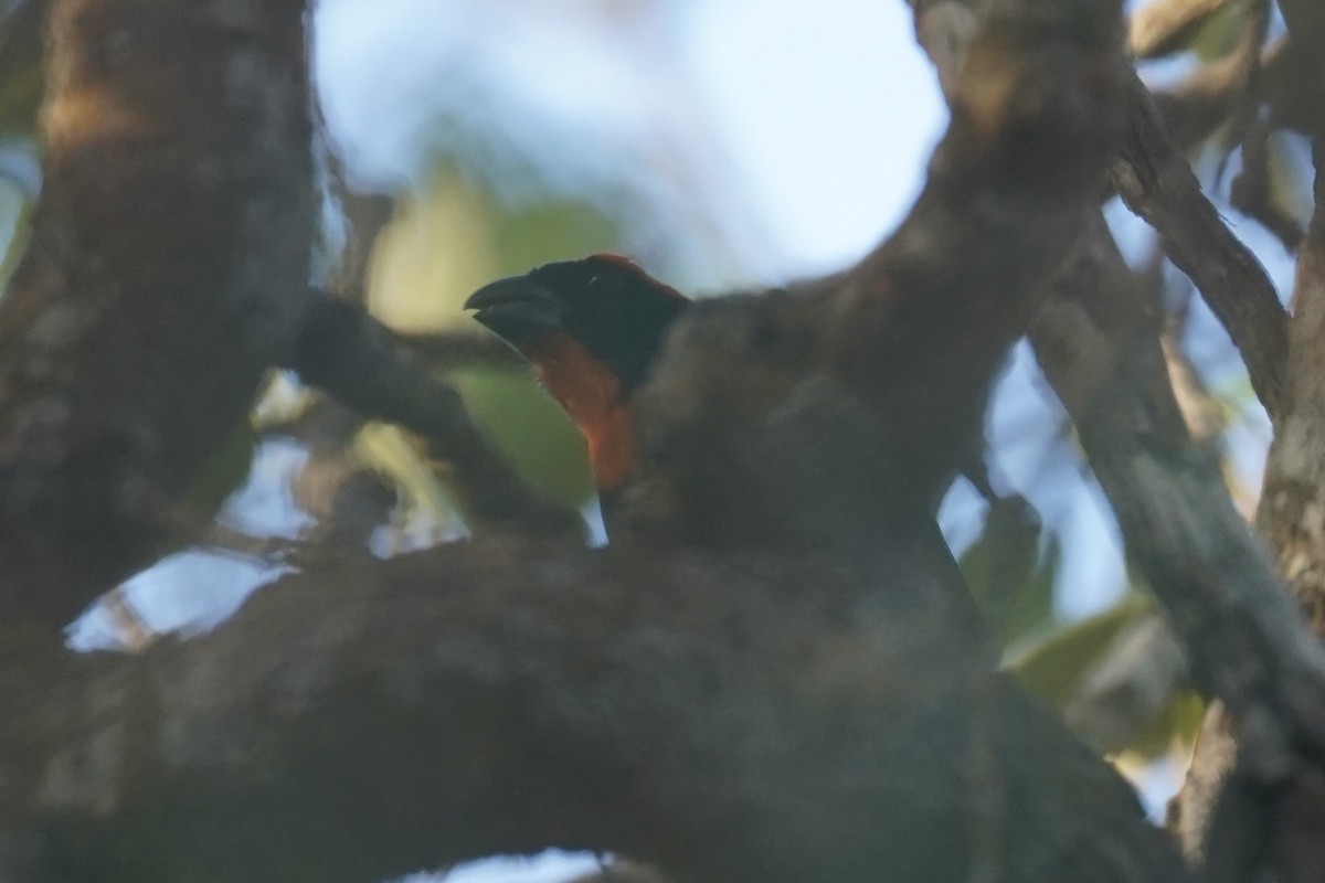 Puerto Rican Bullfinch - ML630096680