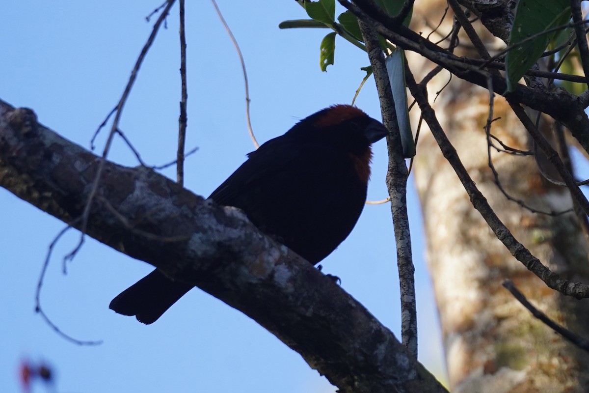 Puerto Rican Bullfinch - ML630096681