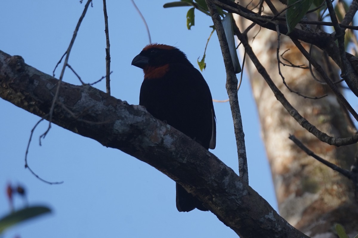 Puerto Rican Bullfinch - ML630096682