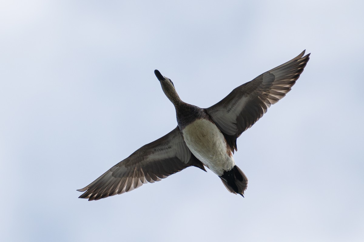 American Wigeon - ML630097144