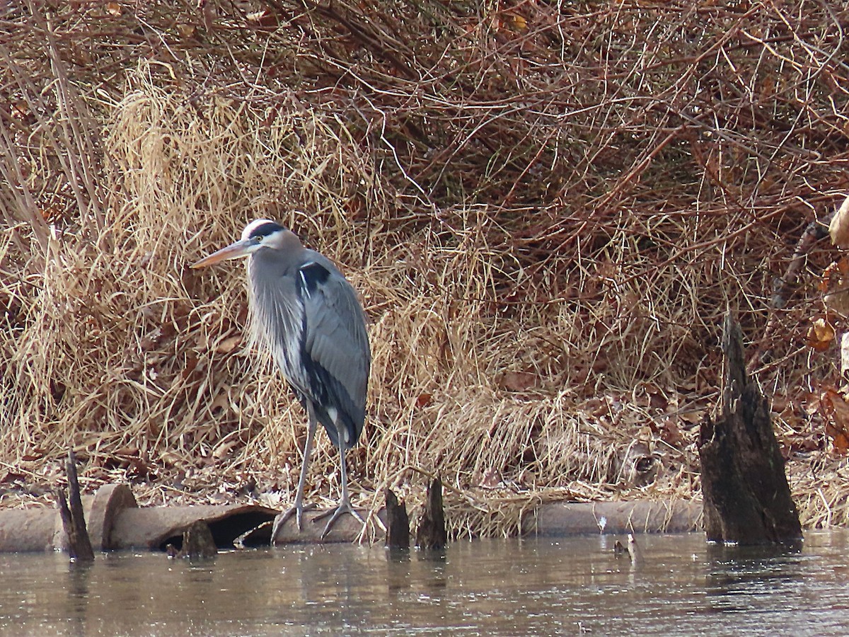 Great Blue Heron - ML630097185