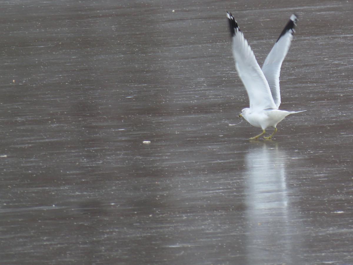 Ring-billed Gull - ML630097191